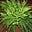 Canyon Fern's avatar