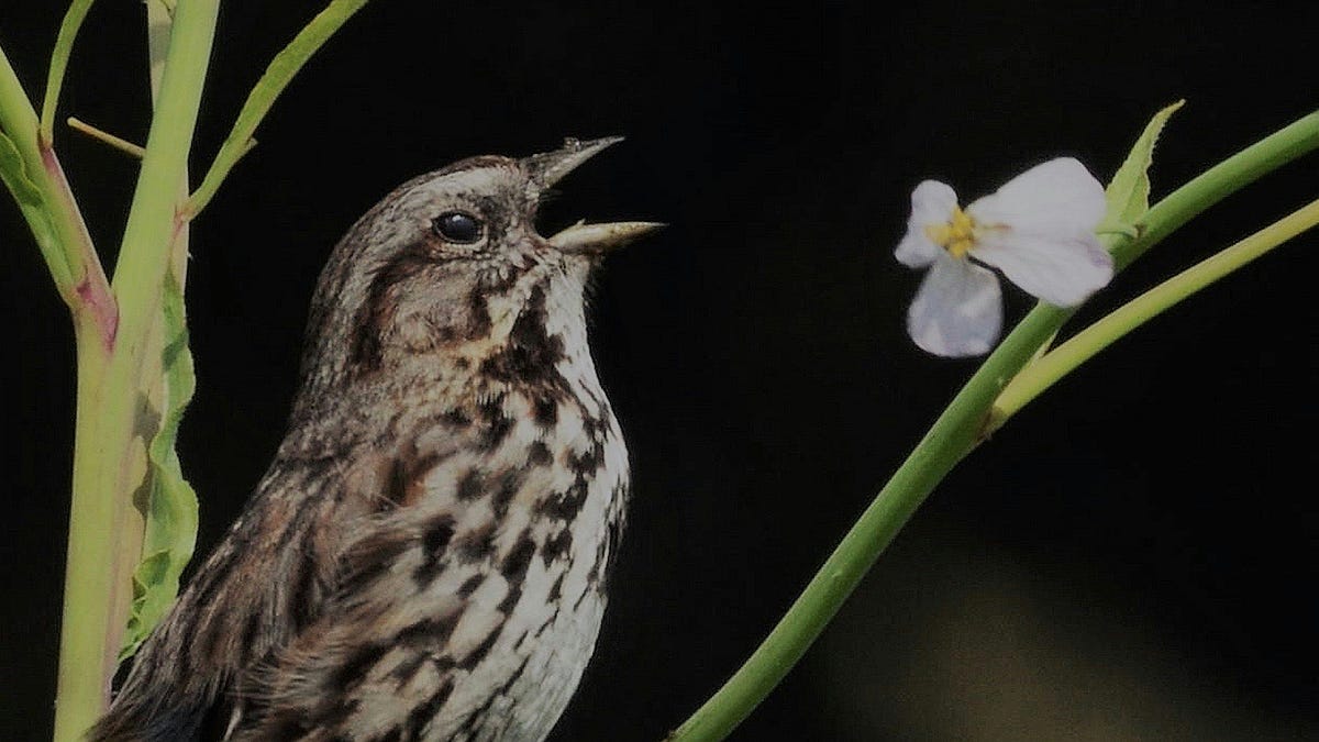Extreme climate events can change how birds sing
