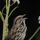 Extreme climate events can change how birds sing