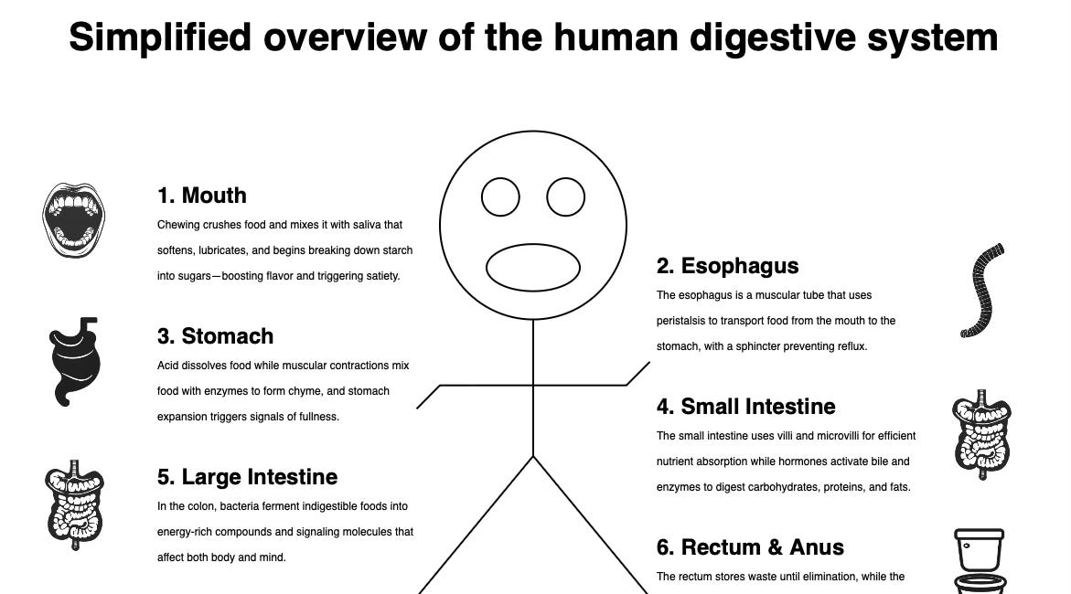 From Bite to Flush - Introduction to the Human Digestive System