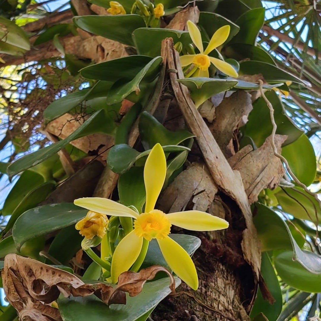 yellow orchid flowers on a vine with wide flat green leaves climbing a sabal palmetto.