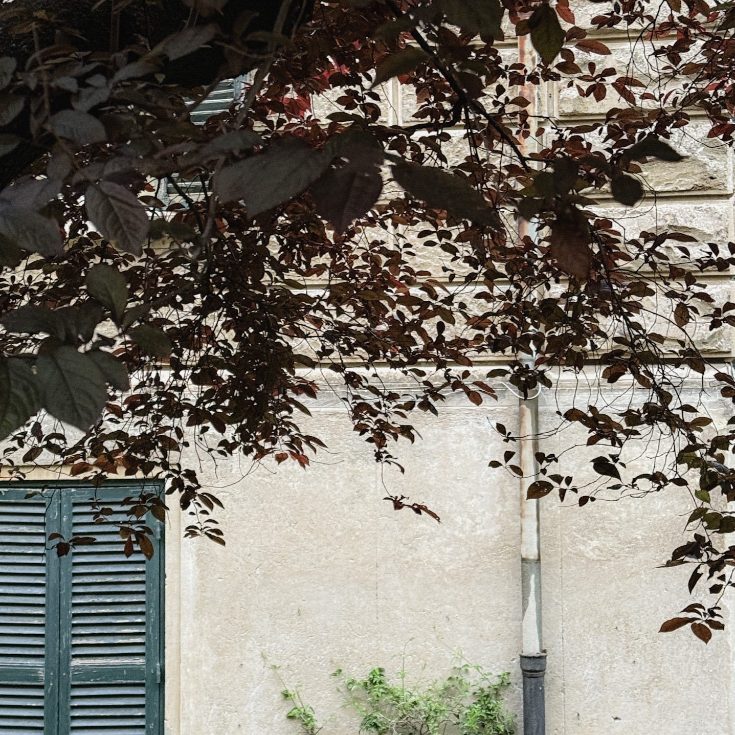 A pale building with green shutters partially covered by tree branches.