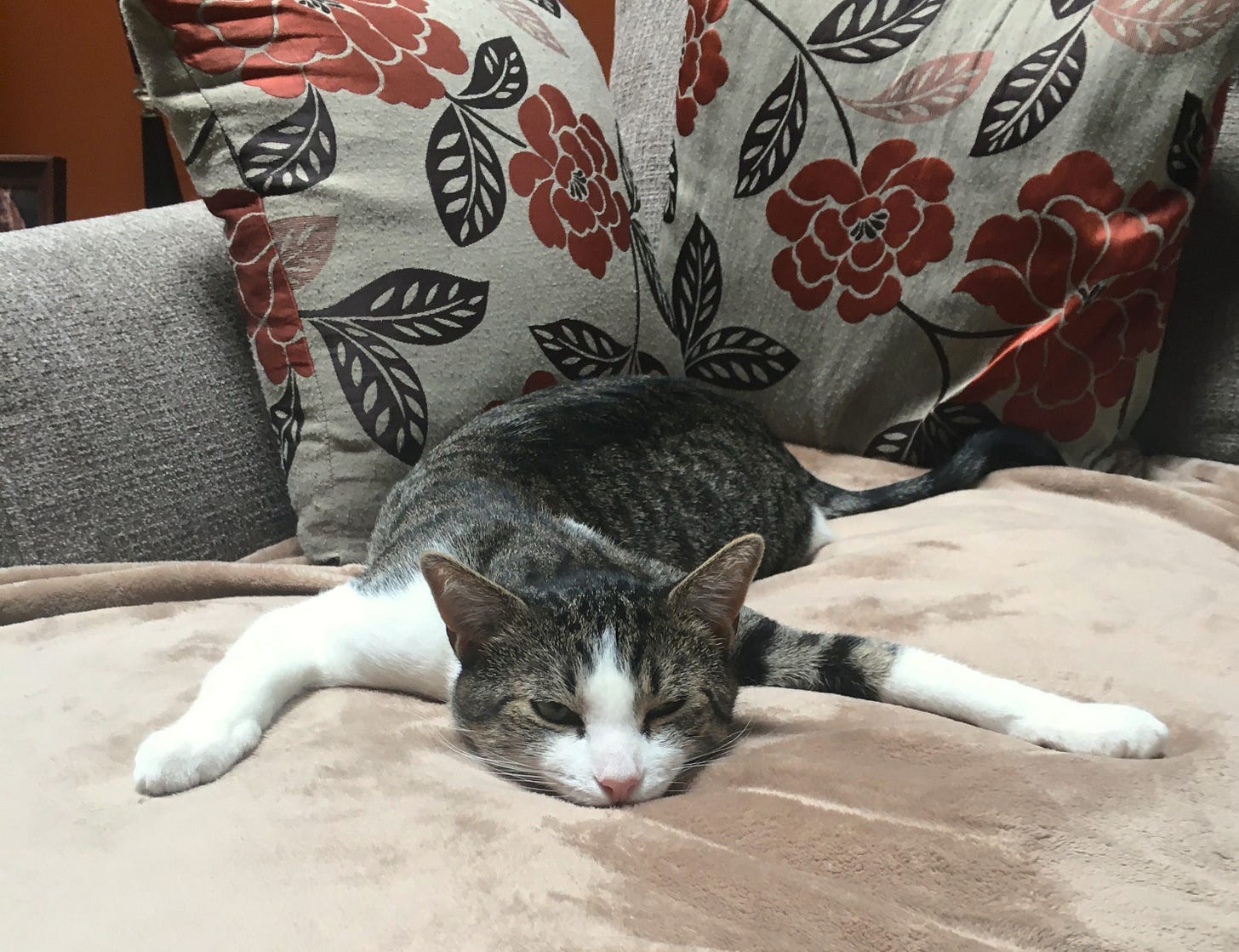 Fritz is lying on a blanketed couch, chest down, totally flat and legs splayed out.