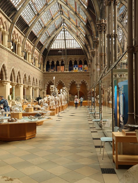 Oxford's Natural History Museum - stunning location and amazing exhibits