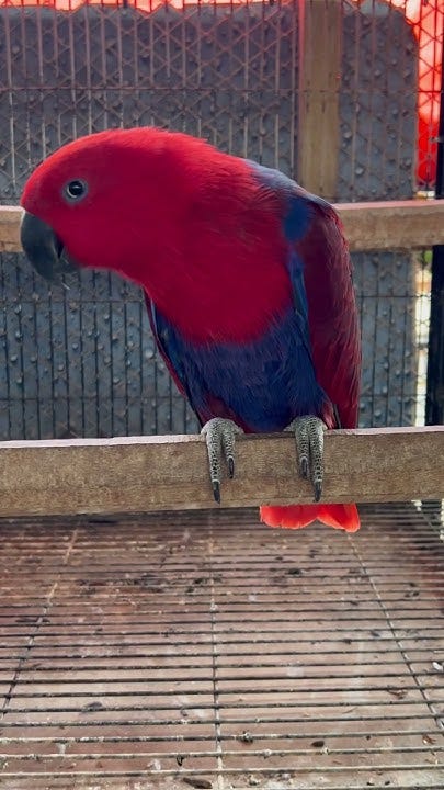 Eclectus parrot look like spider man 🤣😂 #bird #parrot #greenparrot # ...