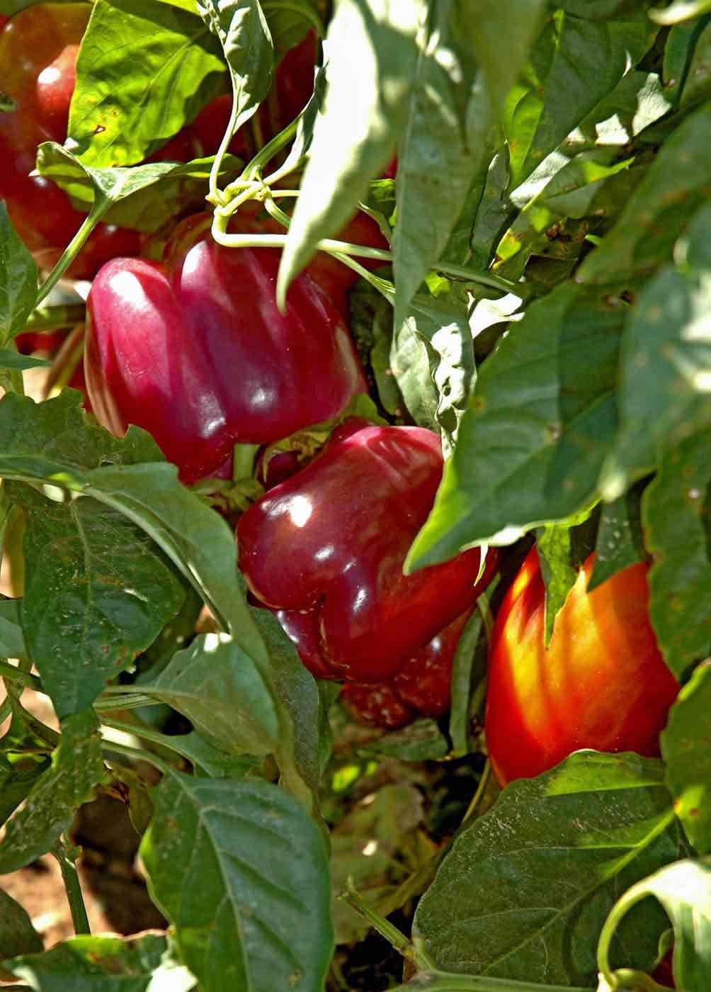Tequila Pepper