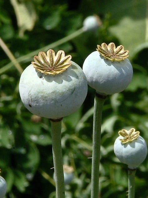 Flor e fruto de Papaver somniferum; Ilustração sobre a guerra do ópio.