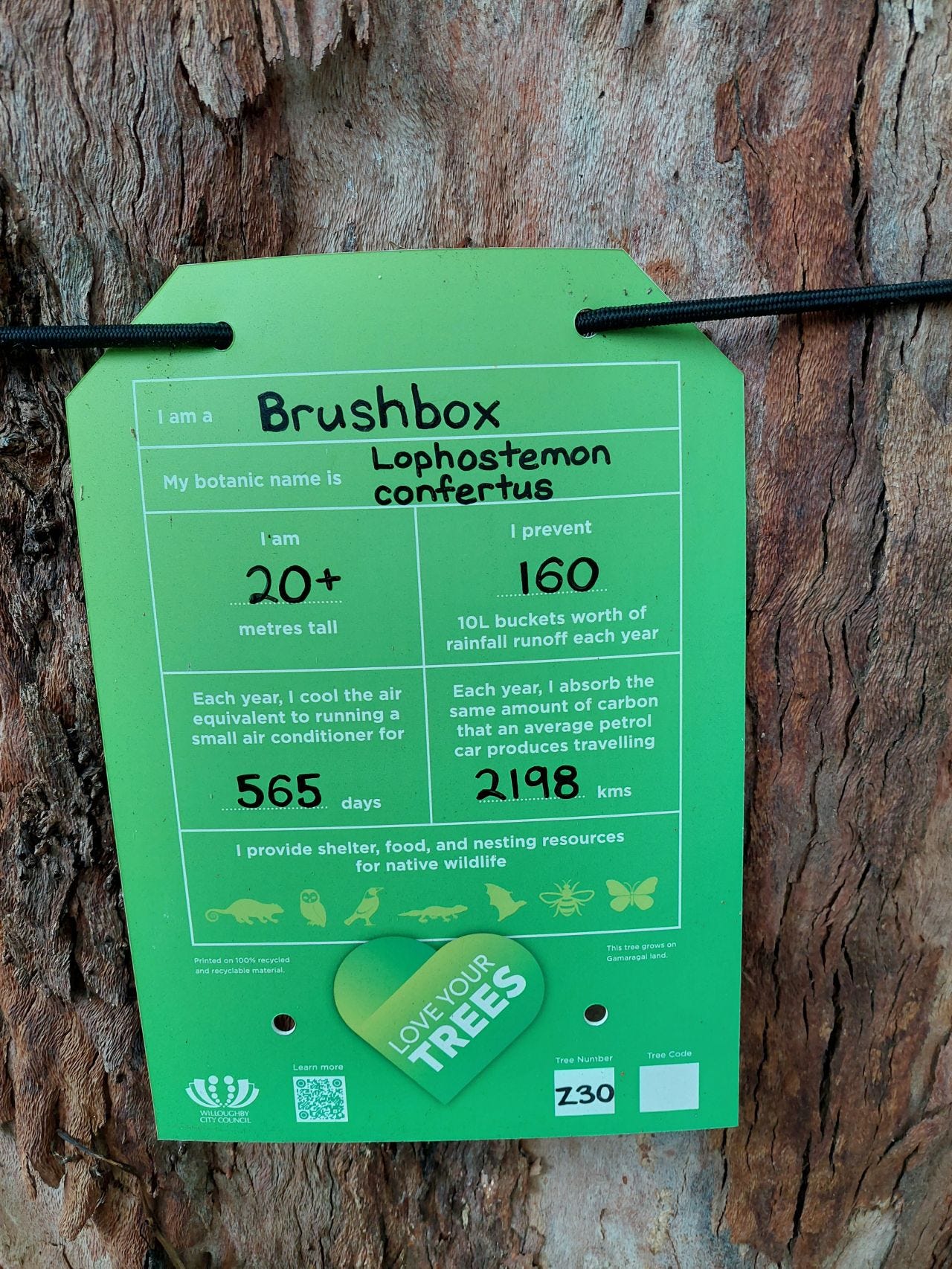 image of a tree triumph with a large green sign showing name of tree and its impact for climate change image of a tree triumph with a large green sign showing name of tree and its impact for climate change