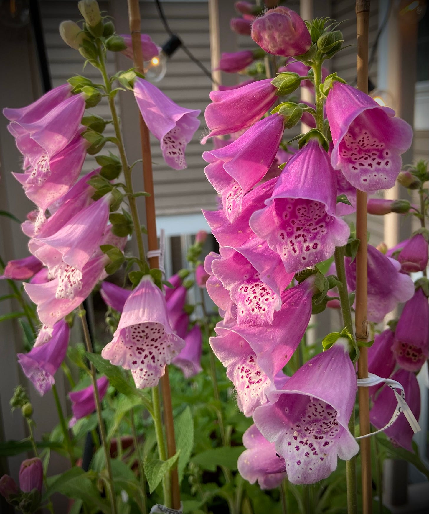 Pink Foxgloves