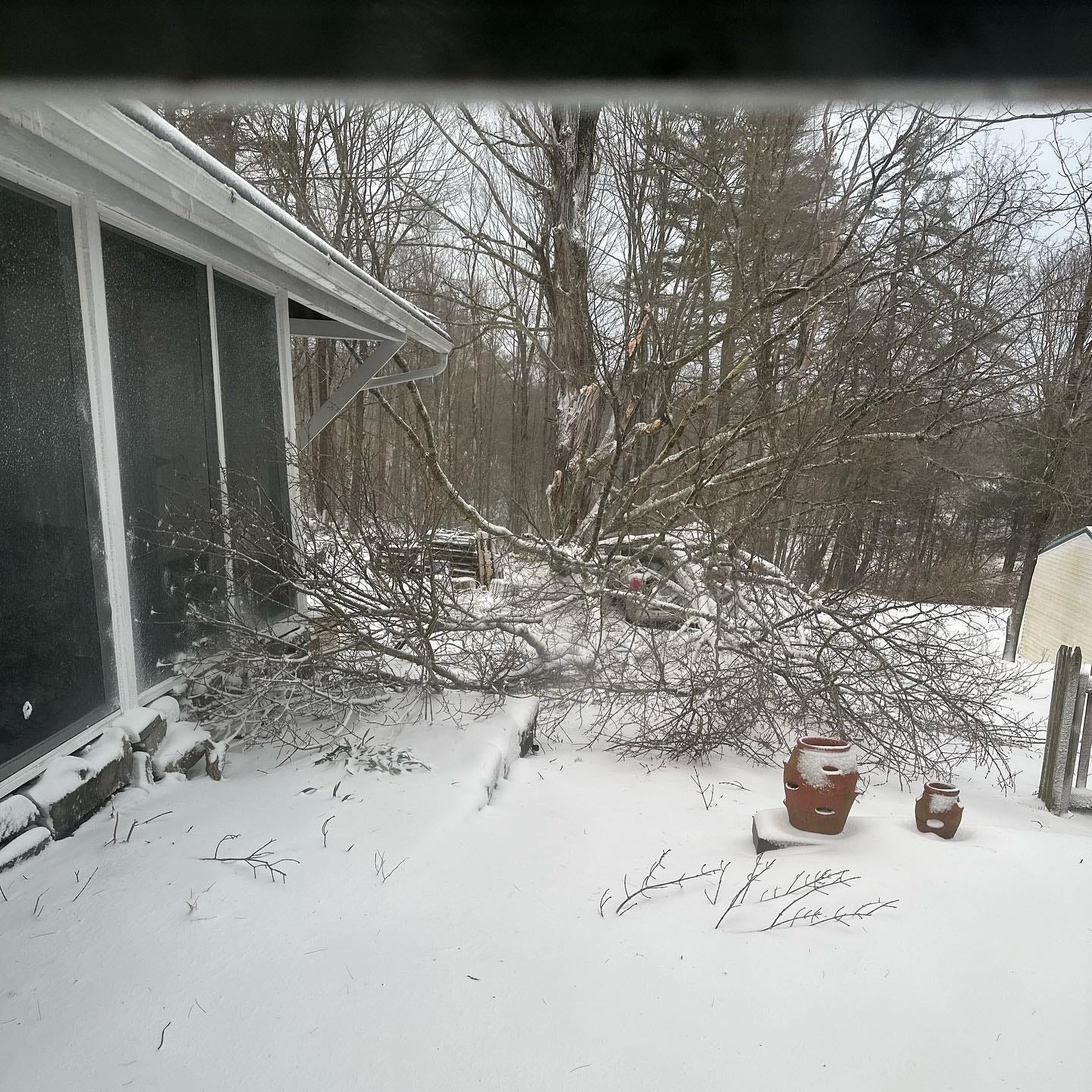 May be an image of tree