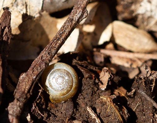 Spirals | Walking through the spring woods looking for snow … | Flickr