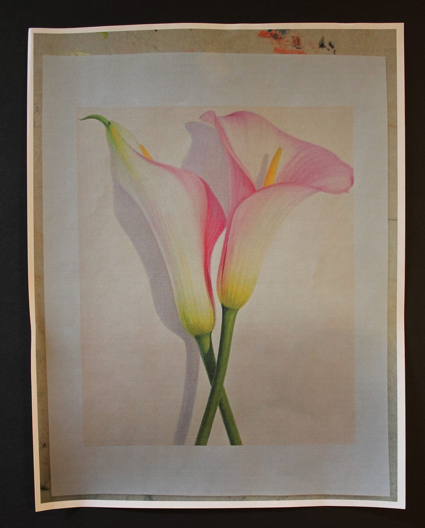  Reference photo of two pink and white calla lilies with green stems, used for watercolor flower painting practice.