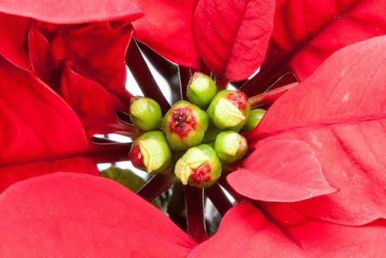 Images Gratuites : la nature, fleur, fruit, feuille, pétale, aliments, rouge, produire, rose, flore, Poinsettia, Pulcherrima, Euphorbe, Macrophotographie, Plante ornementale, plante à fleurs, Étoile de Noël, bouquet de fleurs, Famille spurge, euphorbe, Images Gratuites : la nature, fleur, fruit, feuille, pétale, aliments, rouge, produire, rose, flore, Poinsettia, Pulcherrima, Euphorbe, Macrophotographie, Plante ornementale, plante à fleurs, Étoile de Noël, bouquet de fleurs, Famille spurge, euphorbe,