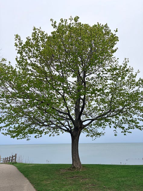 Rooted: pictures of women and scenery with trees on a lake 