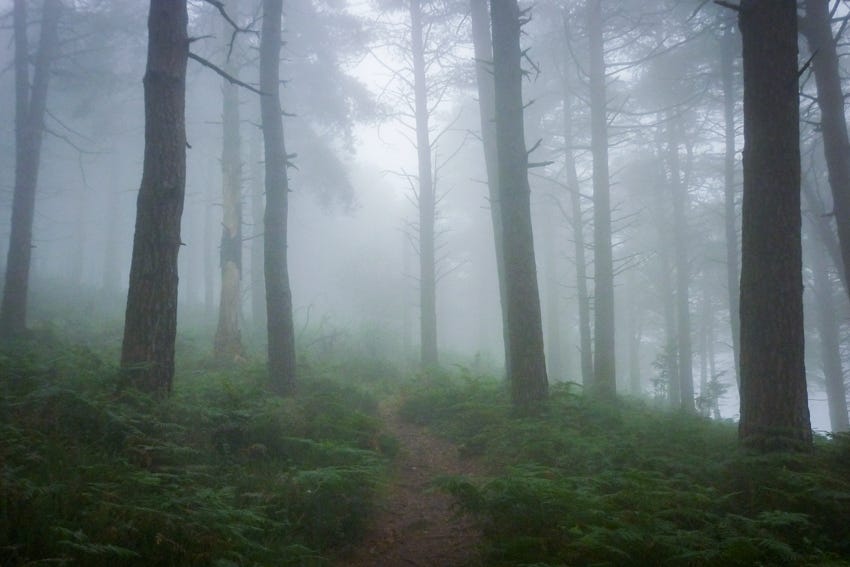 Bosque entre la niebla en el monte Saibi, Bizkaia