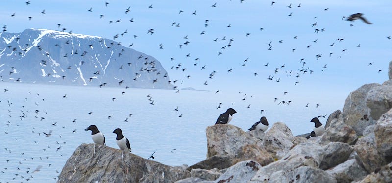 FIELD GUIDES BIRDING TOURS: SPITSBERGEN AND THE SVALBARD ARCHIPELAGO FIELD GUIDES BIRDING TOURS: SPITSBERGEN AND THE SVALBARD ARCHIPELAGO