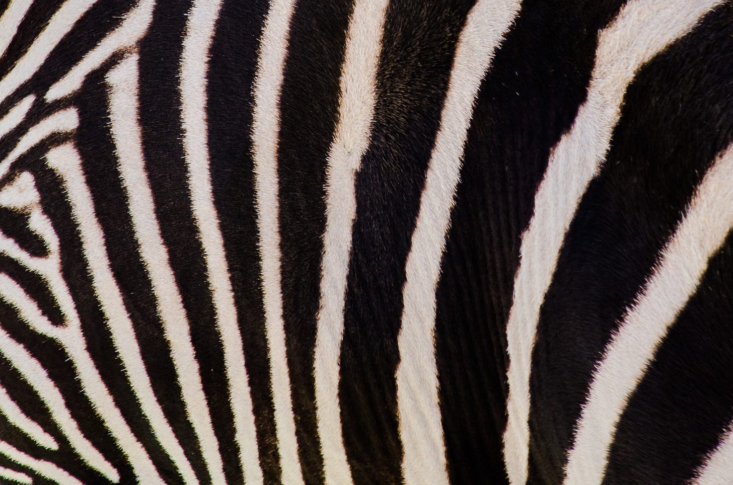 Close-up of a zebra's black and white skin.