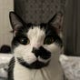 Molly M 🇺🇸🐈‍⬛🇺🇦's avatar