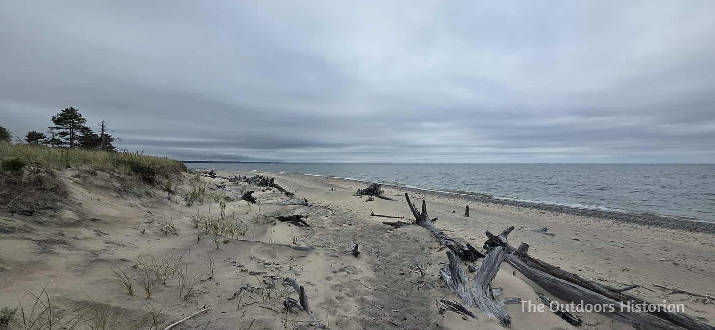 A short dune covered in dune grass with some pine trees in the distance and a sandy beach scattered with driftwood. The lake is grey with some white caps, and the sky is layered with clouds that are multiple shades of grey.