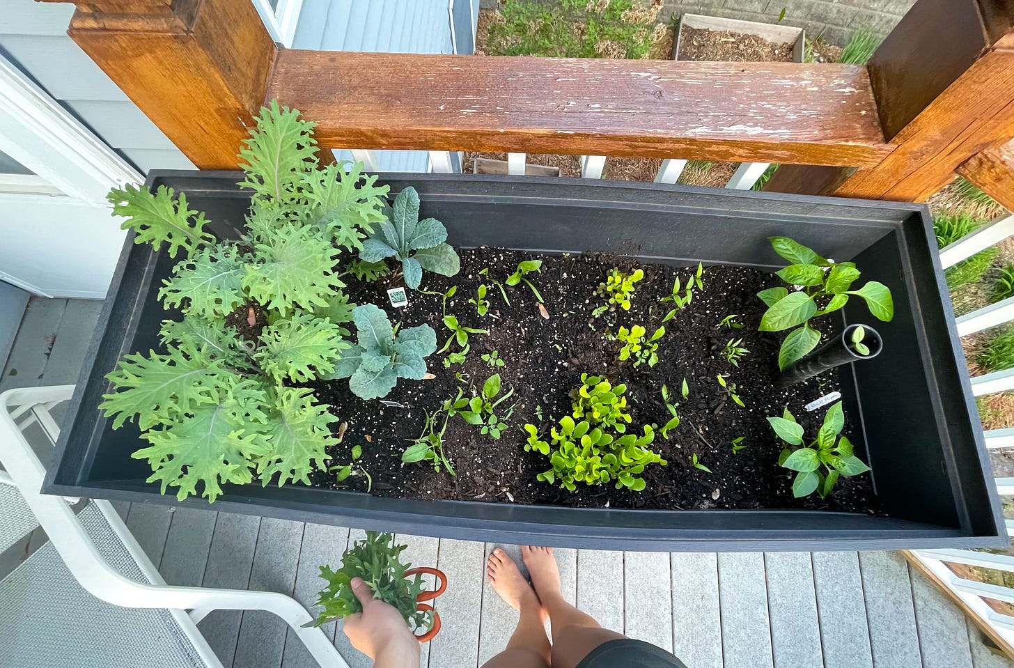 Picture shows a raised bed with a few seedlings and leaves in it. Picture shows a raised bed with a few seedlings and leaves in it.