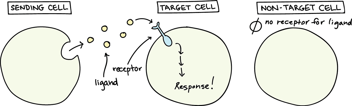 Introduction to cell signaling (article) | Khan Academy