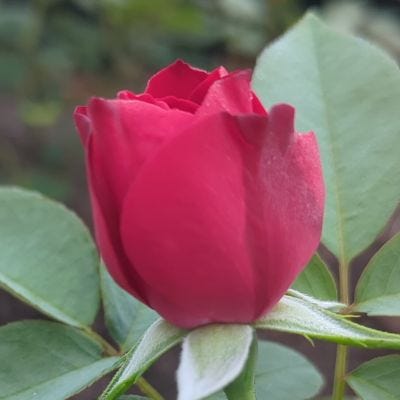 Antique Rose Emporium Blooms