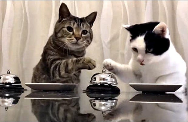 Viral Video: Cats Ring Bells for Treats