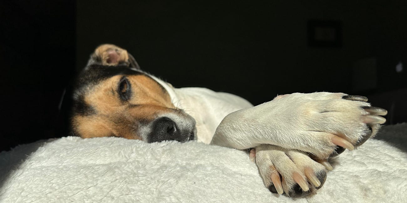 How Dogs Make Us Ancient Again