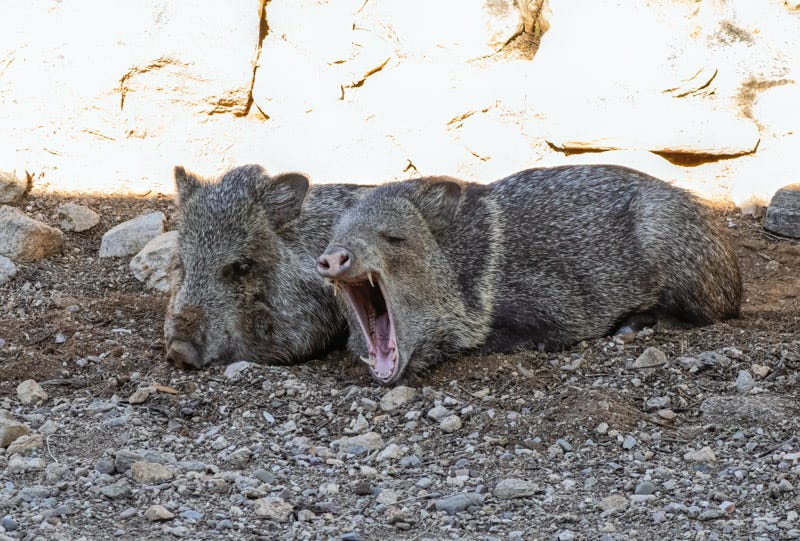 20251207-MBYJavelina-20-Edit 2.jpg 20251207-MBYJavelina-20-Edit 2.jpg