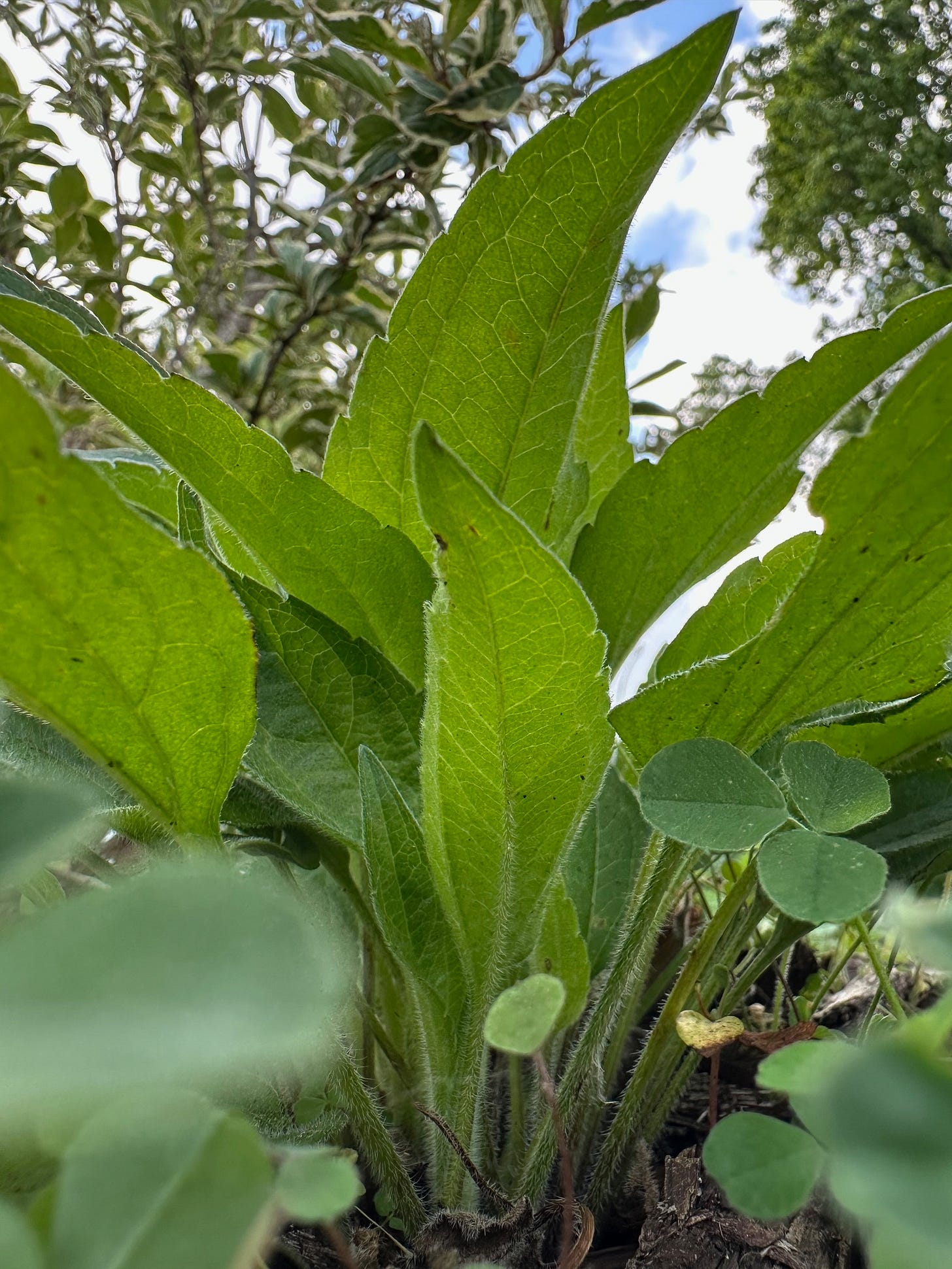 The hairy leaves of Black eyed Susan rosette in spring. 