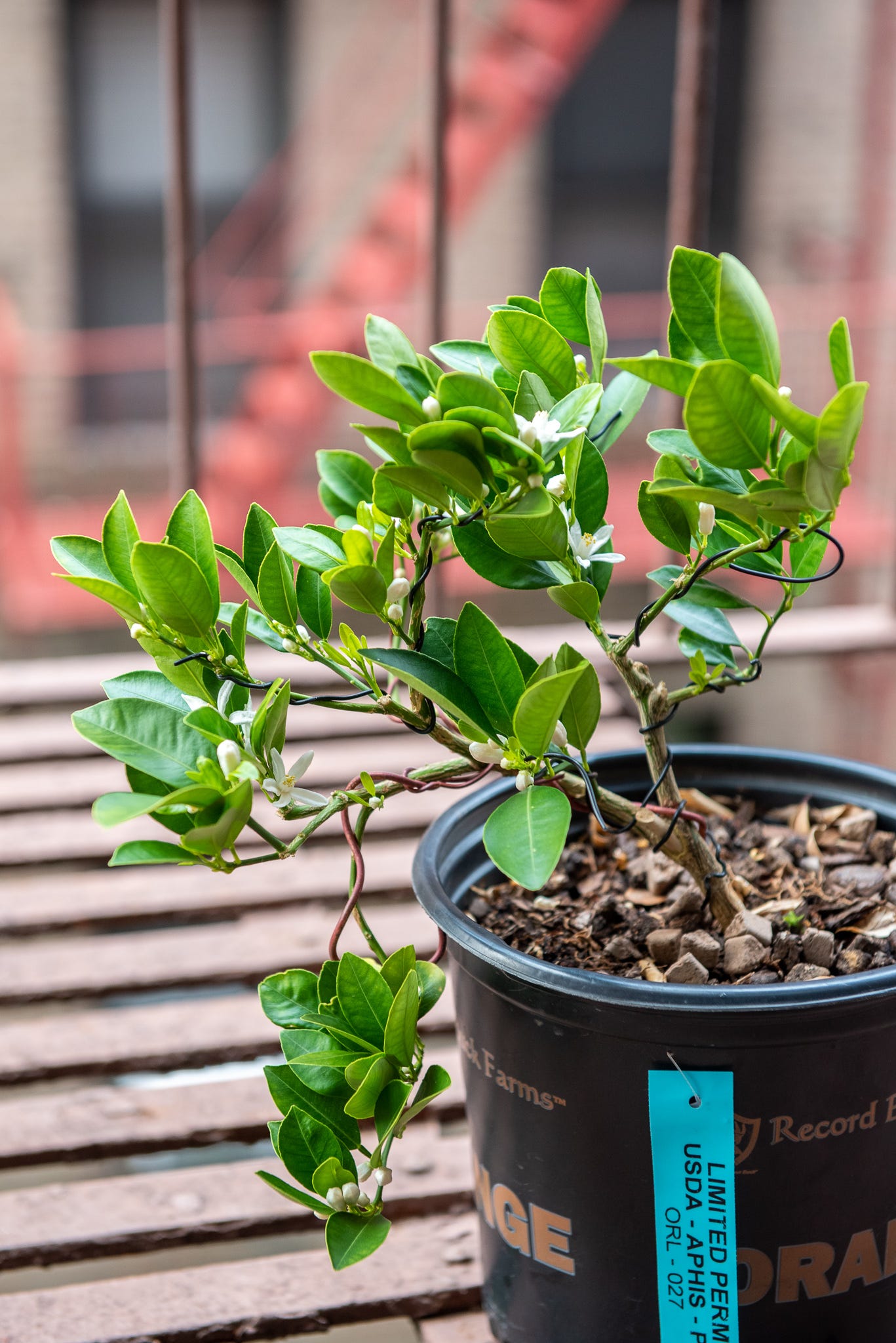 ID: Photo of a calamansi citrus pre bonsai on my fire escape. The branches are wired and many flowers are in bloom.