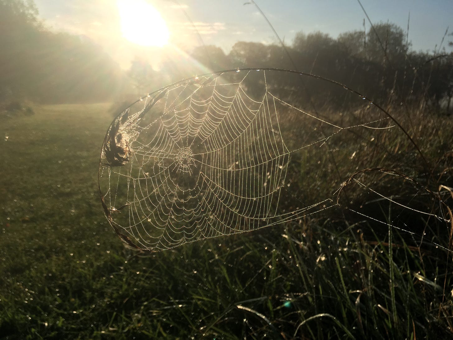 A spiderweb illumiated by yellow sunshine, against dewy grass