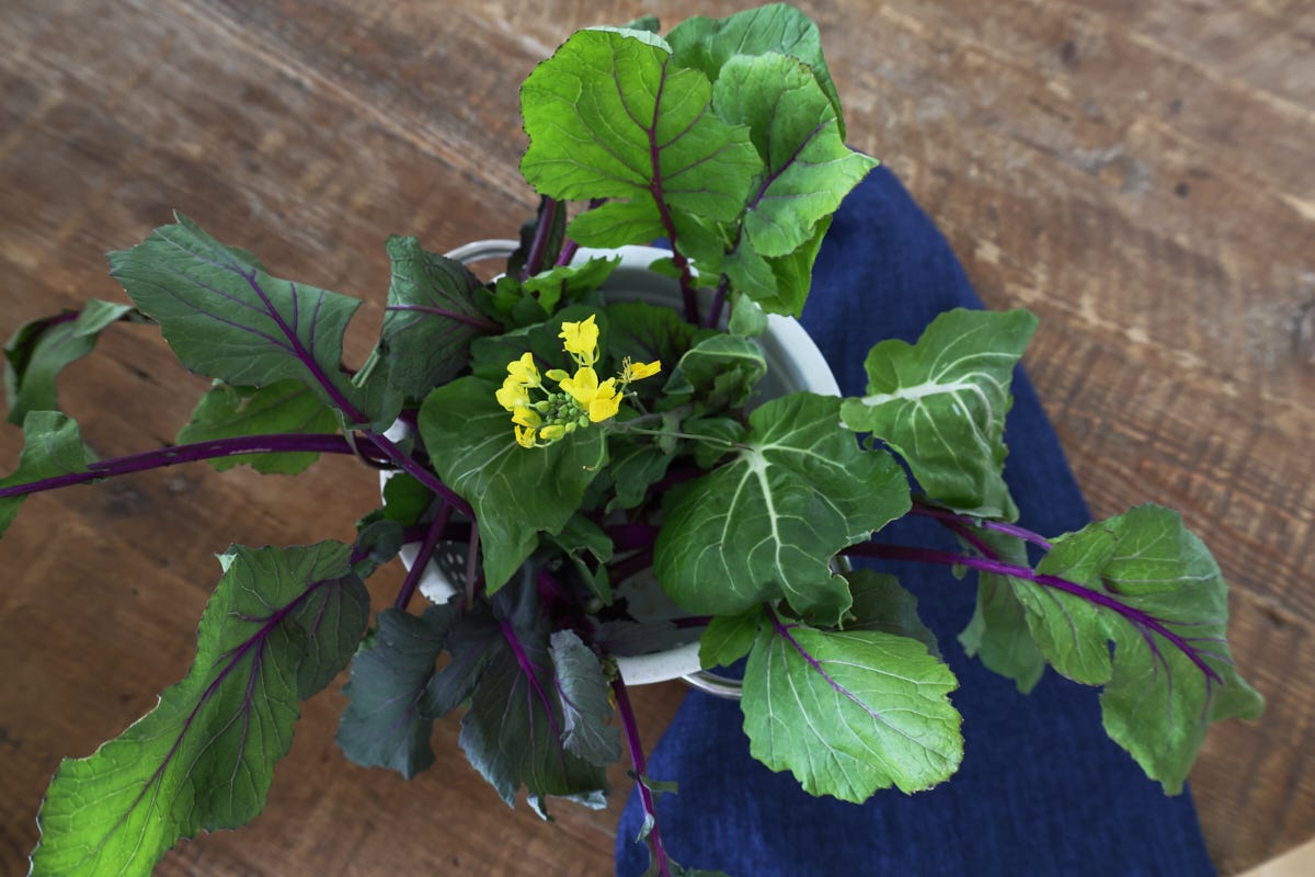 choy sum in a colander with a napkin alongside choy sum in a colander with a napkin alongside