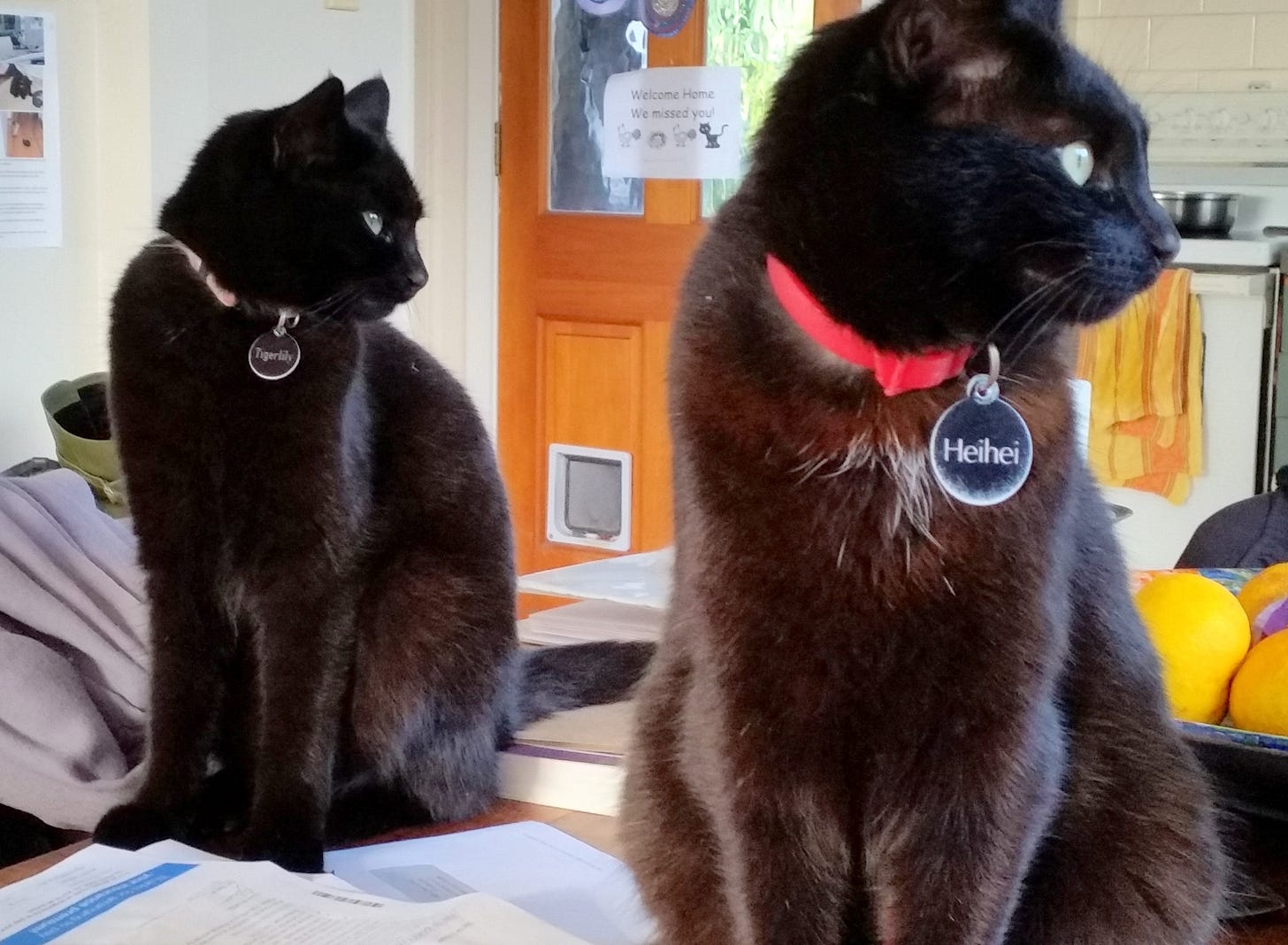 Tigerlily and Heihei are two black cats sitting on the table, looking to the right. They have named tags on their collars. Heihei has a small white scruff on her neck. Tigerlily and Heihei are two black cats sitting on the table, looking to the right. They have named tags on their collars. Heihei has a small white scruff on her neck.