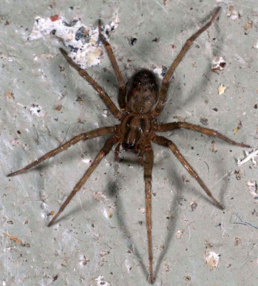 House spider, viewed from above. Brown. Slightly hairy. Not threatening. House spider, viewed from above. Brown. Slightly hairy. Not threatening.