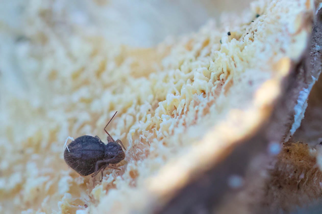 A macro close-up of a dark brown hexapod with a very round body and long, jointed antennae walking on the rough cream-colored surface of a mushroom