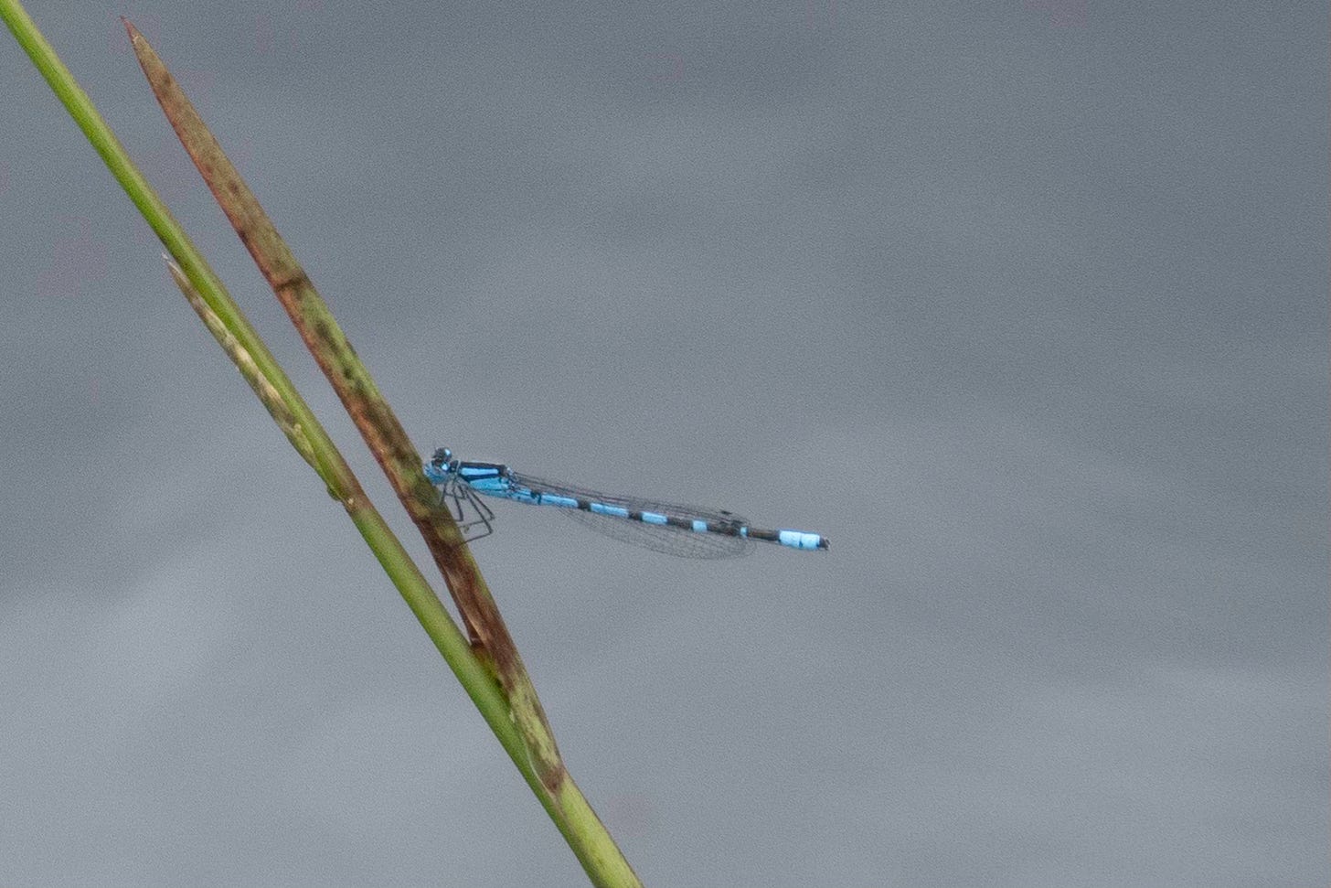 A blue-banded Northern Damselfly (Coenagrion hastulatum) rests on a stem of rush at a Scottish lochan