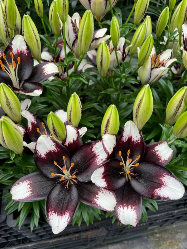 26 lilies you need to know now - by Mr Plant Geek
