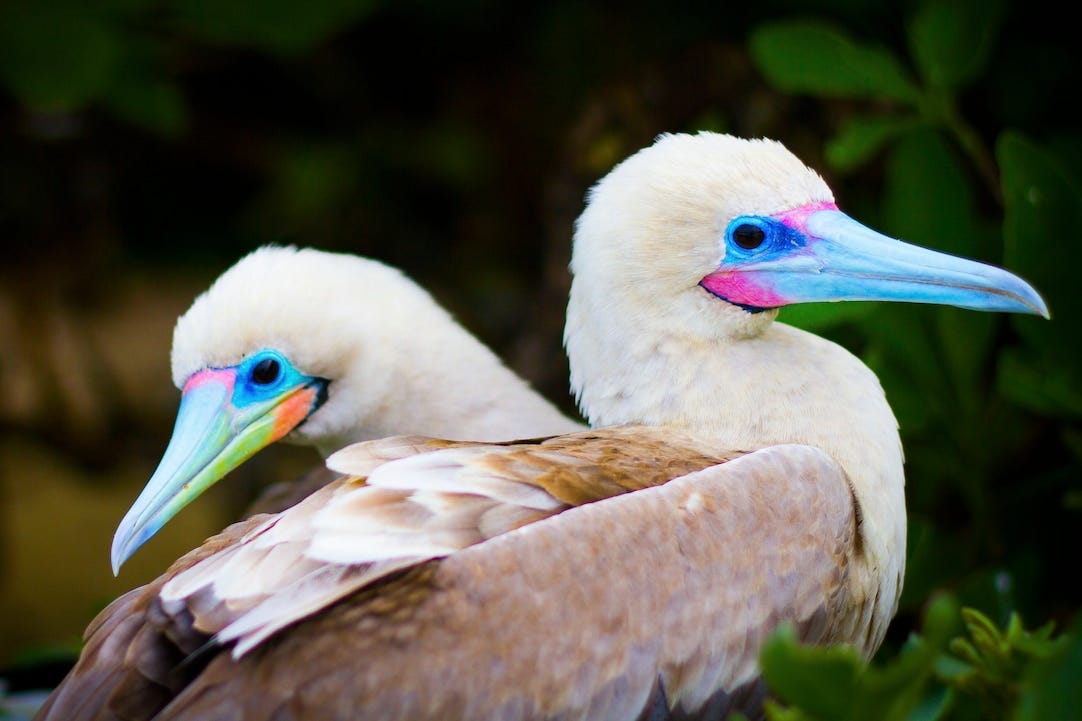 Red-Footed Booby | National Geographic | National Geographic