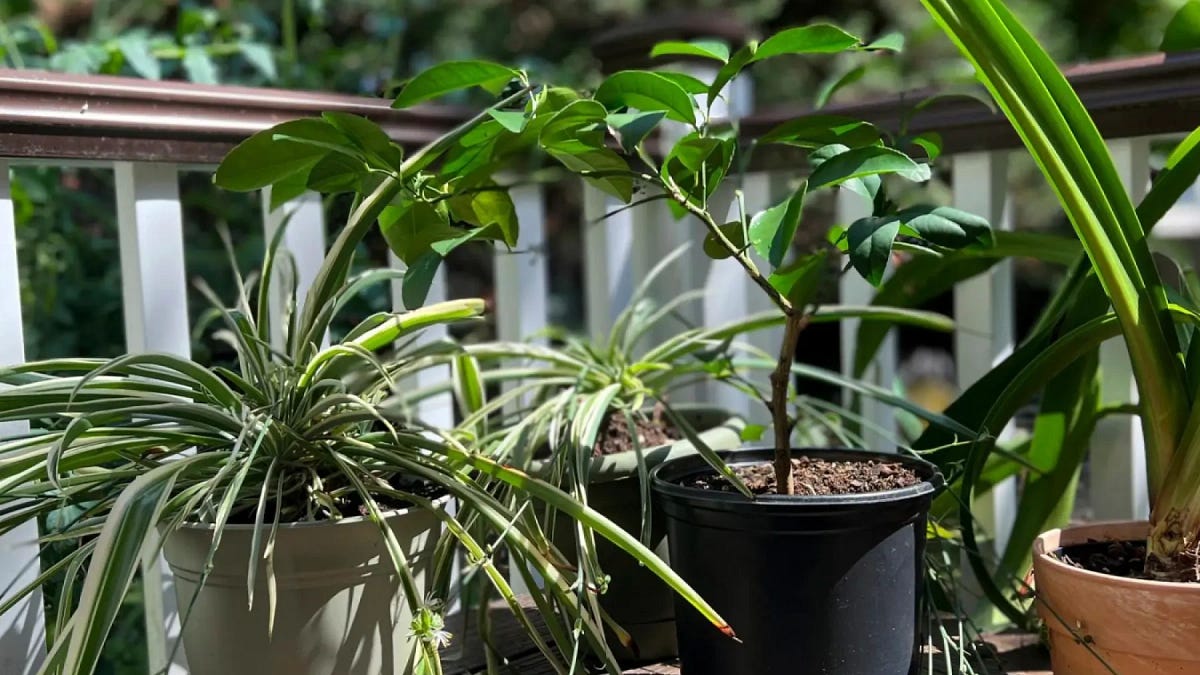 6 easy steps to bring outdoor plants indoors in fall