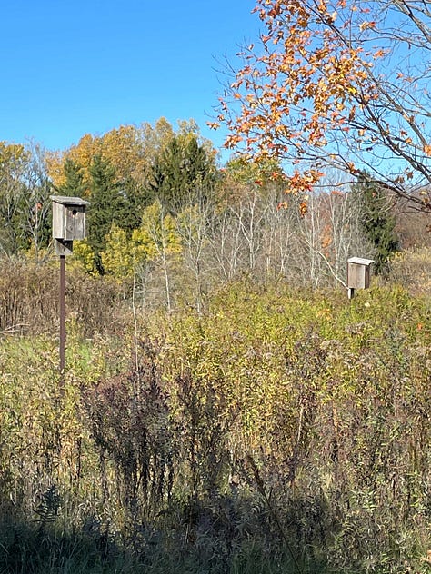 pictures of tree swallow houses among goldenrodd and yellow trees, then a young larch turning gold, and finally a picture of the canopy, mostly yellows.