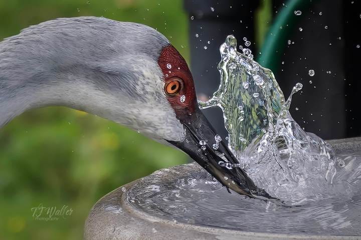 Sandhill Crane drinking from bird bath