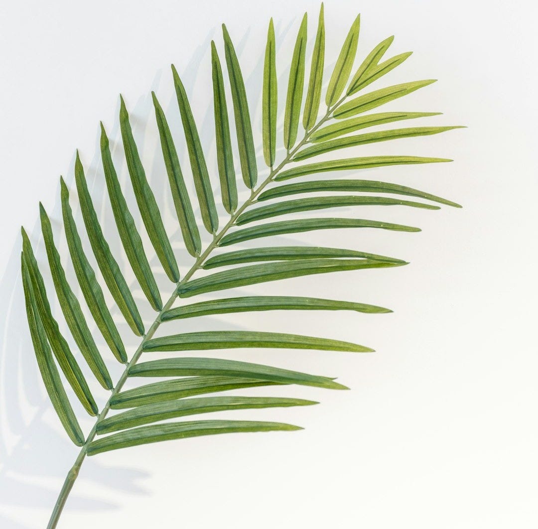 green leaf plant in white background