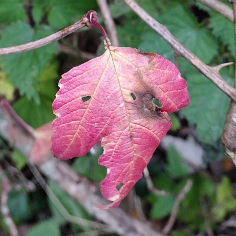 Red berries, red leaves