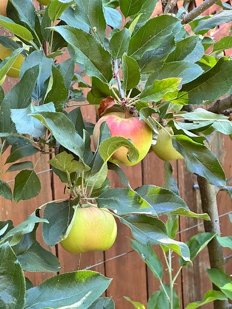 July Garden in bloom