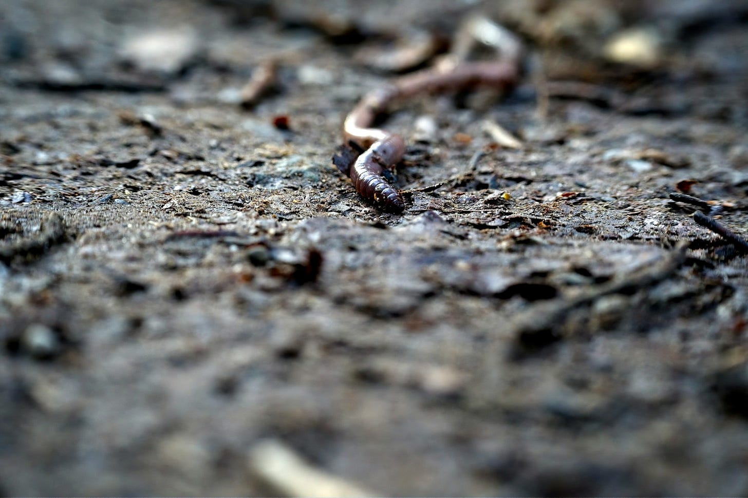 a close up of a worm crawling on the ground