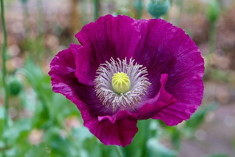 Flor e fruto de Papaver somniferum; Ilustração sobre a guerra do ópio.