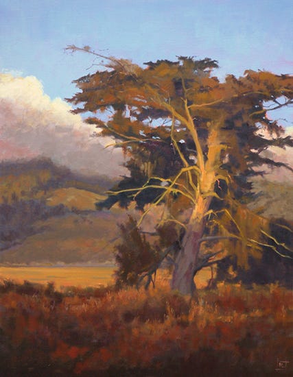 Old Bolinas Cypress by Richard Lindenberg