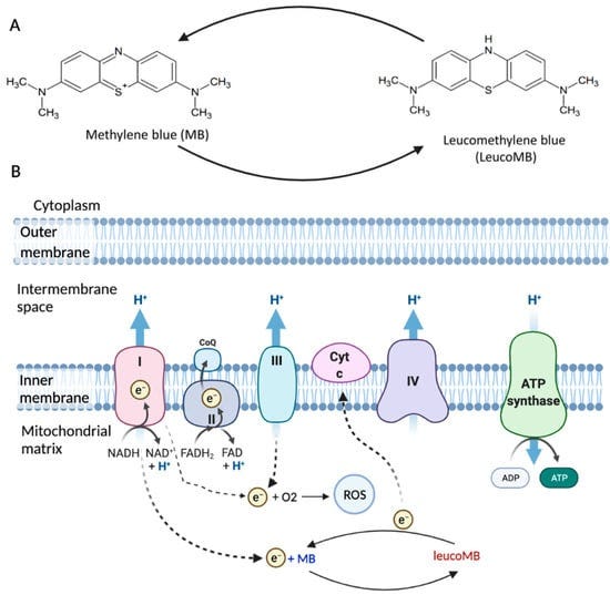 The Potentials of Methylene Blue as an Anti-Aging Drug