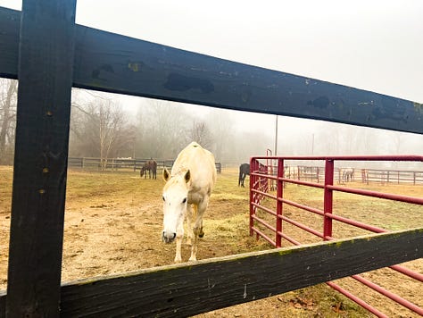 Little Creek Horse Farm